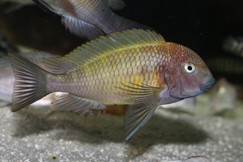 Tropheus moorii 'Cape Nambeyeye'